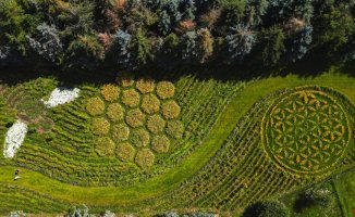 An artist creates a sea of ​​flowers as a large work of art in Germany