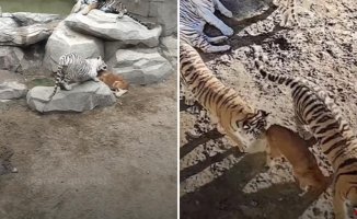 The surprising story of a mother dog of three tigers that causes a sensation in the networks