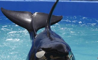 The death of the orca Lolita, captive since 1970 in Miami, reopens the debate on marine zoos