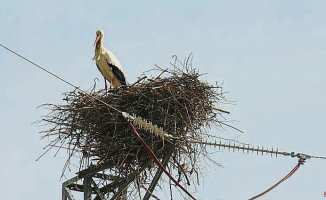 Endesa puts platforms for storks to nest in their towers, in Lleida