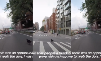 A cyclist risks his life jumping traffic lights in New York to save a dog on the run