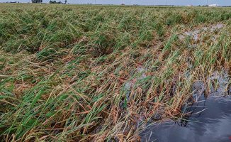 The hailstorm damages the rice fields in an Ebro delta affected by drought