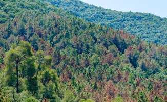 Drought and a plague force the felling of 50 hectares of pine trees in Poblet