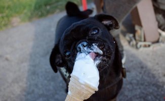3 ideas to make homemade ice cream for dogs