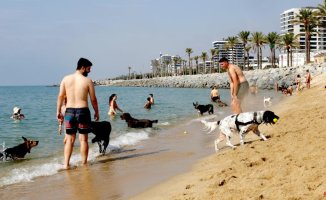 El Maresme bets on 'pet friendly' beaches