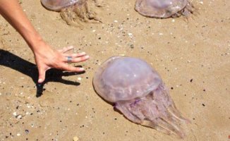 The beach showers reopen due to the proliferation of jellyfish
