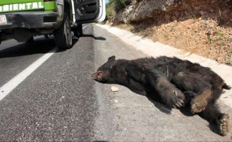 Two bears killed in traffic accidents in the province of León in less than two weeks