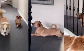 A dog makes fun of another for having short legs and tries to imitate him: "it's dog bullying"