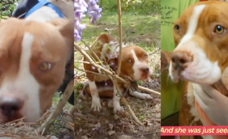 The distressing rescue of a chained and abandoned dog and her emotional recovery