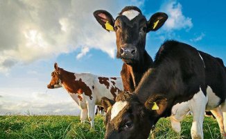 Cows that produce fewer methane emissions to fight climate change