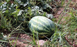 Farmers of the Baix Llobregat agricultural park expect a good harvest of melon and watermelon