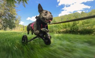 How to restore mobility in dogs with disabilities: the iPhone LiDAR scanner