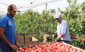 Producers belonging to the PGI Poma de Girona foresee a good harvest despite the drought