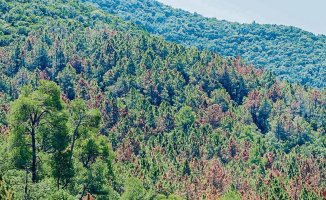 The drought and a plague force the felling of 50 hectares of pine trees in Poblet