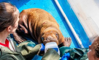 A rare rescued Alaskan walrus calf receives round-the-clock care