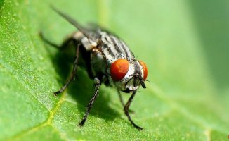 5 tricks and home remedies to keep flies out of the house in summer