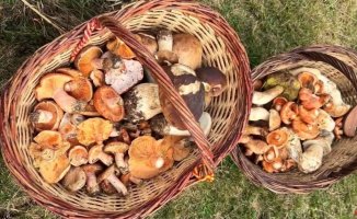 Weekend rich in mushrooms in Ripollès