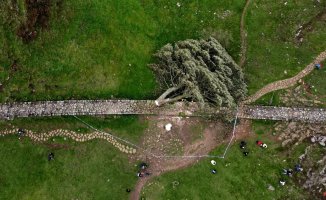 A teenager cuts down the 'Robin Hood' tree, the most famous in the United Kingdom
