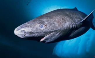 The oldest animal in the world reappeared in the ocean: a shark born in 1505