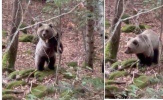 Reckless filming in the Aran Valley: this is what you should never do if you encounter a bear
