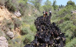 A shepherd goes from the Pyrenees to the Penedès to claim the cattle trails