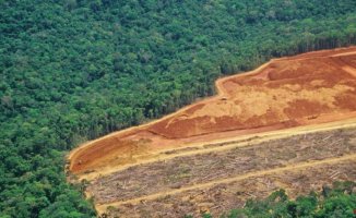 NGOs ask the EU to veto the import of new areas at risk of deforestation