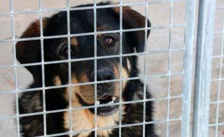 Police operation against trafficking in dogs raised on illegal farms