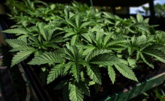 Health (USA) advises lowering restrictions on marijuana