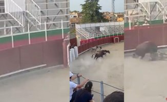 The Prosecutor's Office will investigate possible animal abuse in a wild bullfighting event in Barbastro