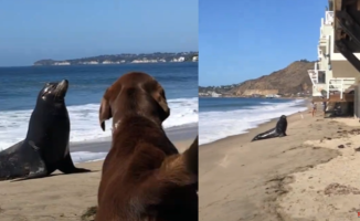 The surprising friendship between a dog and a sea lion: "They bark in the same language"