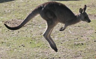 The Civil Guard locates two of the four kangaroos that escaped from a zoo in Castellón