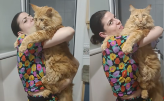 A young Spanish woman shows her cat and everyone is amazed by its size: "it is 1 meter and 10 cm high"