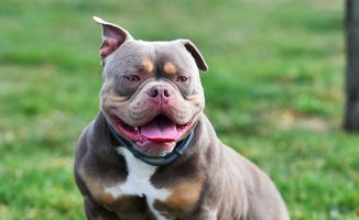 The British Government will ban the American Bully XL dog breed after several attacks