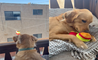 Coby, the golden retriever who receives his toys in a unique way thanks to his neighbor