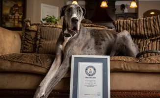 Zeus, the tallest dog in the world, dies at 3 years old from cancer