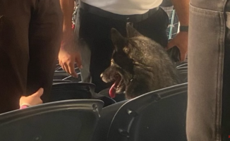 Storm, the Metallica fan dog who enjoys their concerts like one more