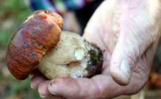 The drought complicates the mushroom season in the Pyrenees, it has already lost half of the production