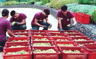 The experimental vineyard of Santa Coloma de Gramenet produces 1,400 kilos of grapes
