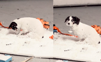 The funny reaction of a dog after catching him by surprise doing mischief: "It's his best day"