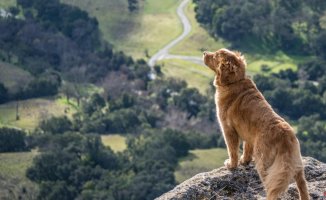 Know the reasons why your dog could be howling