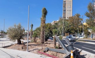 Alicante multiplies the palm trees on its coastline but they accuse the City Council of being "arboricide"