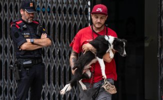 More than 350 dog puppies recovered in the hands of an illegal network: some were sold for 5,000 euros