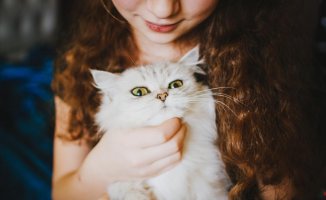 The most suitable cat breeds for families with children