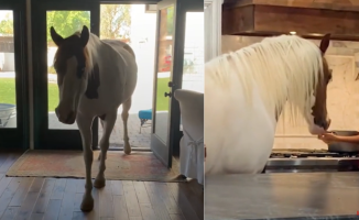 He surprises by showing how his horse walks around the house like one more pet: "He already knows how to avoid the kitchen island"