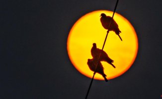 The solar corona of the doves
