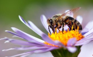 Bees can't find flowers to feed and pollinate because of air pollution