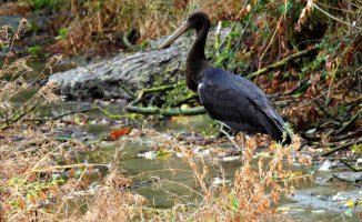 The curious black stork of the river Ges