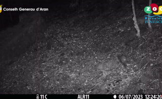 The endangered European polecat returns to the Val d'Aran after 50 years of absence
