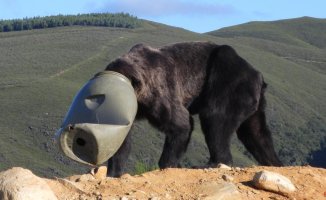 They save a bear in León whose head was trapped in a corn dispenser