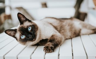 The obsession with Siamese cats: from imperialist kings to Hollywood